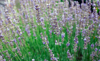 Morning lavender. Summer blur background. Spring lavender background. Flower background.
