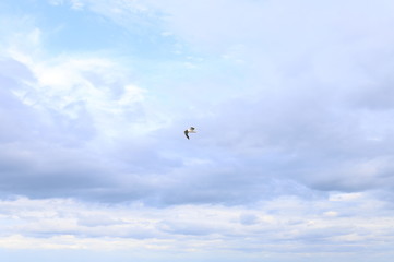 Naklejka na ściany i meble Seagull against the background of blue sky and storm clouds. Beautiful photo of the sky. The bird is flying in the sky