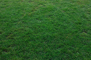 Green grass background texture. Element of design. Football field. Natural football pitch