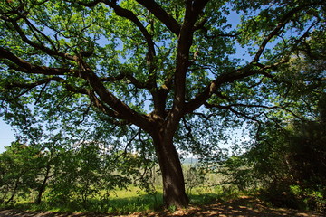Obraz premium Giant oak tree in Province of Siena, Tuscany, Italy, Europe 