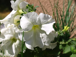 Kwiat surfinii - roślina balkonowa - 372186845