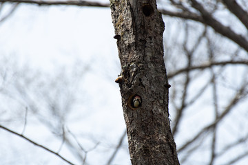 巣穴から顔を出す鳥　　オオアカゲラ