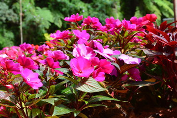 pink flowers in Cameron Highlands