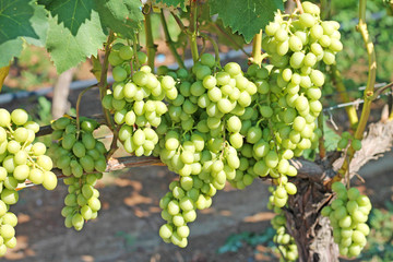Bunches of white grapes on the vineyard