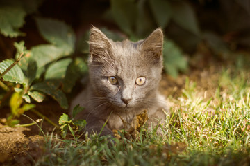Sol-Iletsk cats, Russia. Travel across Russia.