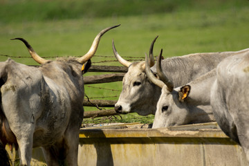 Italy Tuscany Grosseto, natural park of the Maremma nature reserve Alberese Uccellina free animals