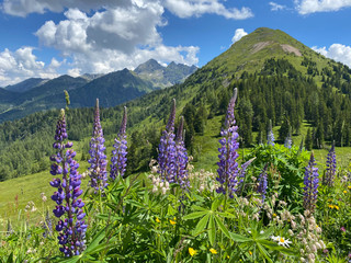 Summer scenery near the Krahbergzinken mountain, Austria