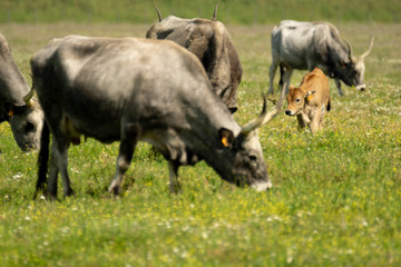 Fototapeta premium Italy Tuscany Grosseto, natural park of the Maremma nature reserve Alberese Uccellina free animals