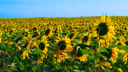 View of sunflowers field and yellow sunflower in bloom. Bright summer wallpaper with vibrant sunflowers, yellows and greens.