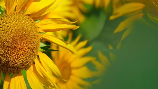Sunflower wallpaper and background. Image of yellow vibrant sunflower on a sunflower field background with place for a text on a right side