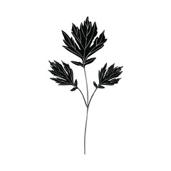 Black monochrome hand drawn twig with leaves. Vector isolated element for design. 