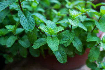 mint in the garden