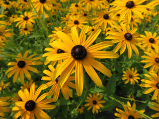 black eyed susan in full frame