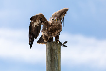 Close up of an eagle facing camera is taking off from a wooden pole, against a blue summer sky with puffy clouds
