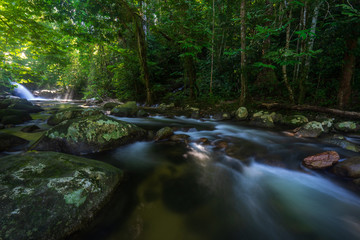 stream in the forest