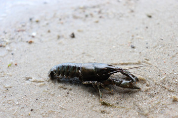 black freshwater crayfish on the sand