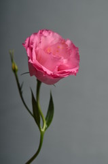 Beautiful flower composition of pink eustoma on pink background. Floral background. Valentines day. Happy birthday.