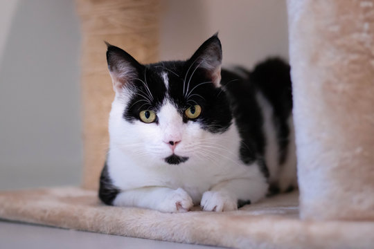 Cute black and white European shorthair cat in an animal shelter waiting to be adopted