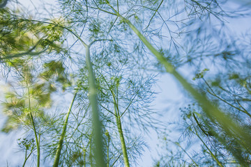 Green Dill plants Close up from below