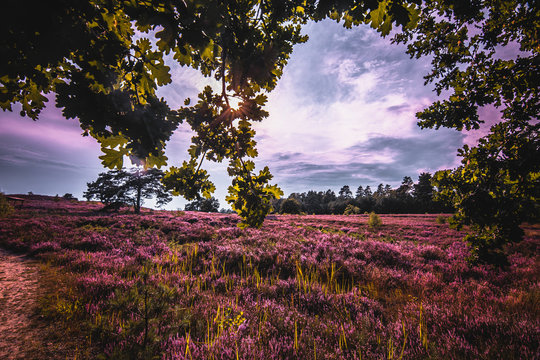 Heidebl&uuml;te bei Soderstorf in der L&uuml;neburger Heide.
Aufgenommen Mitte August 2020