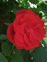 red rose in the garden