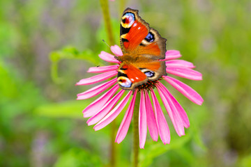 A colorful peacock butterfly on the flower of Echinacea.
