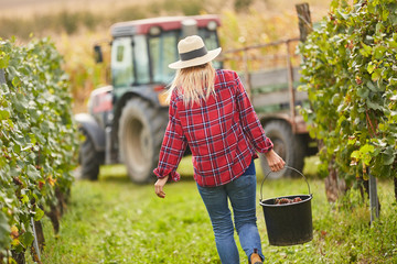 Junge Frau als Erntehelfer bei der Weinlese