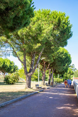 Allée à l'ombre bordée d'arbres