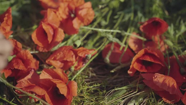 Female hand taking used syringe from field of poppies. Unrecognizable volunteer cleaning flower field. Woman taking care of people having rest outdoors.
