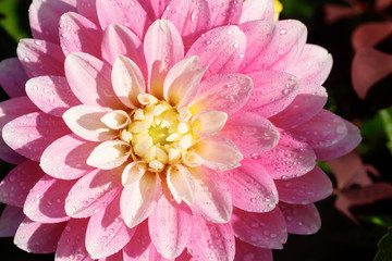 Pink dahlia flower with raindrops growing in the garden