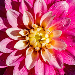 Pink dahlia flower with raindrops growing in the garden