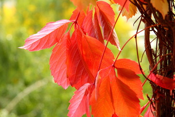 Red and orange autumn leaves in the forest. Beauty botany leaves. Garden landscape. Yellow and red branches. Colorful autumn. Seasonal nature background. Forest elements. Backdrop and wallpaper.