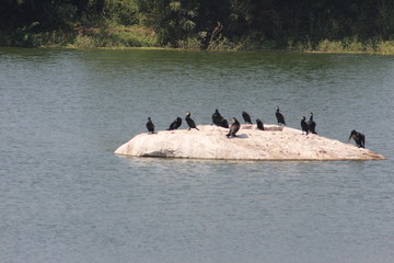 Fototapeta premium little cormorant