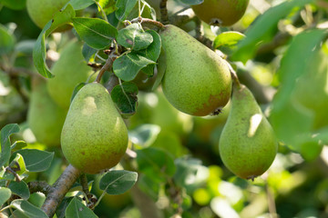 Birne (Pyros) am Baum, Nordrhein-Westfalen, Deutschland
