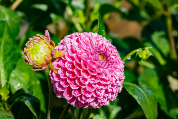 Pink dahlia flower with raindrops growing in the garden