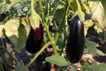 Close-up of eggplants on the vine growing in the garden