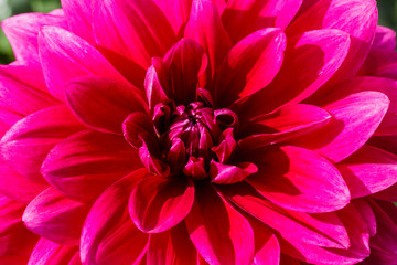 Purple dahlia flower growing in the garden