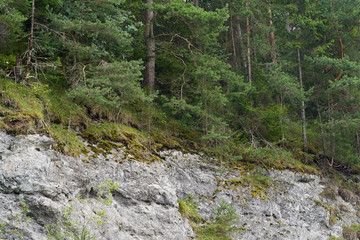 Fototapeta na wymiar View of an old limestone quarry overgrown with moss and trees. Pine trees growing on top of a rock.