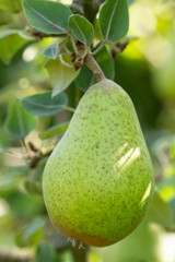 Birne (Pyros) am Baum, Nordrhein-Westfalen, Deutschland