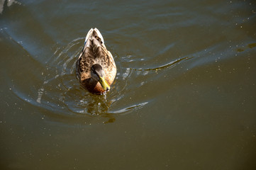 grey river duck on the water. city park.