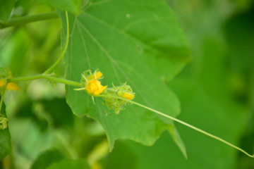 Top, leaves, flowers and fruits of snake gourd.