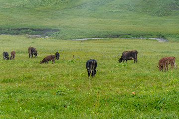 Lots of cows in a mountain green pasture