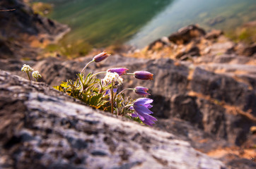 Beautiful Pulsatilla Patens Tongkangenis,Pasqueflower.
