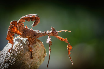 Australian Spiny Stick Insect