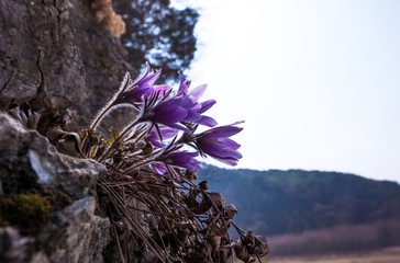 Beautiful Pulsatilla Patens Tongkangenis,Pasqueflower.