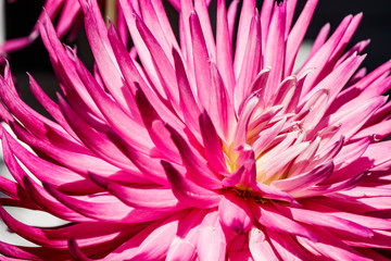 Pink dahlia flower growing in the garden