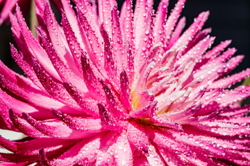 Pink dahlia flower with raindrops growing in the garden
