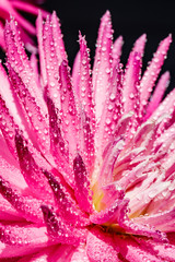 Pink dahlia flower with raindrops growing in the garden