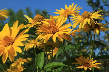 Żółte kwiaty w ogrodzie.