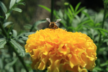 Pszzoła zbierająca nektar z kwiatów © dominikspalek.pl